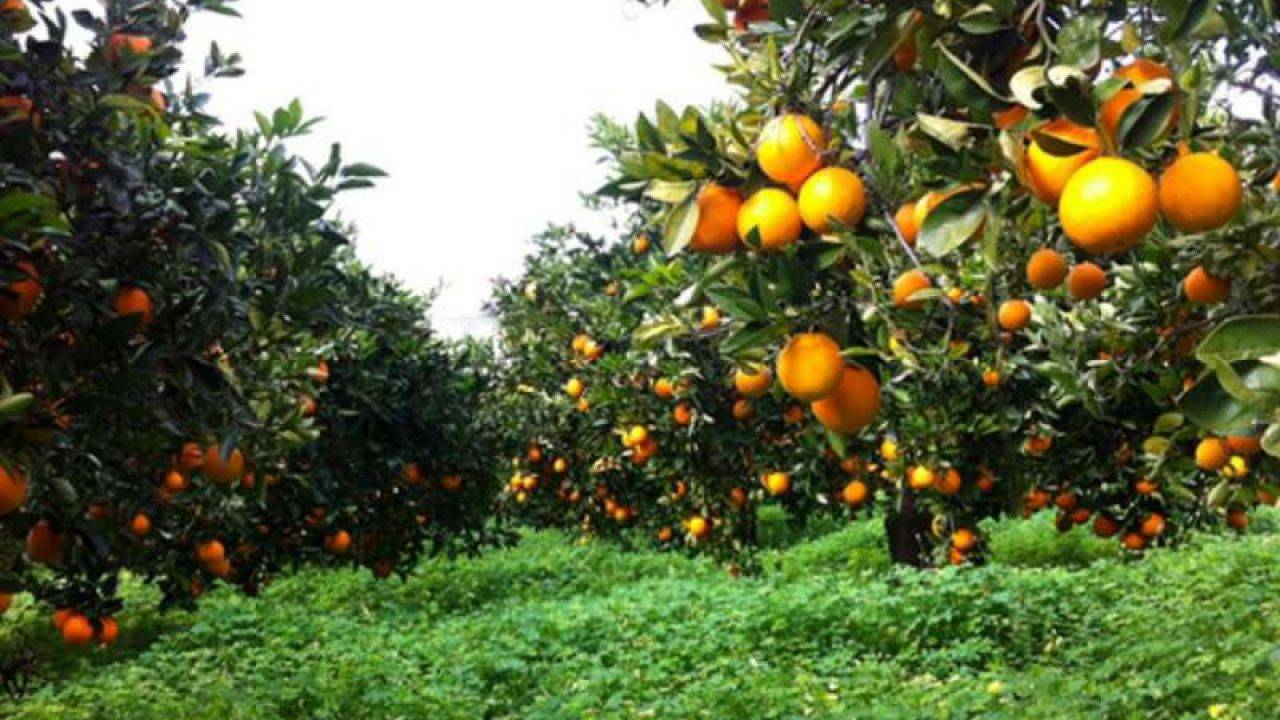 Sicilia punta all’agricoltura 4.0 con sensori per il monitoraggio delle colture