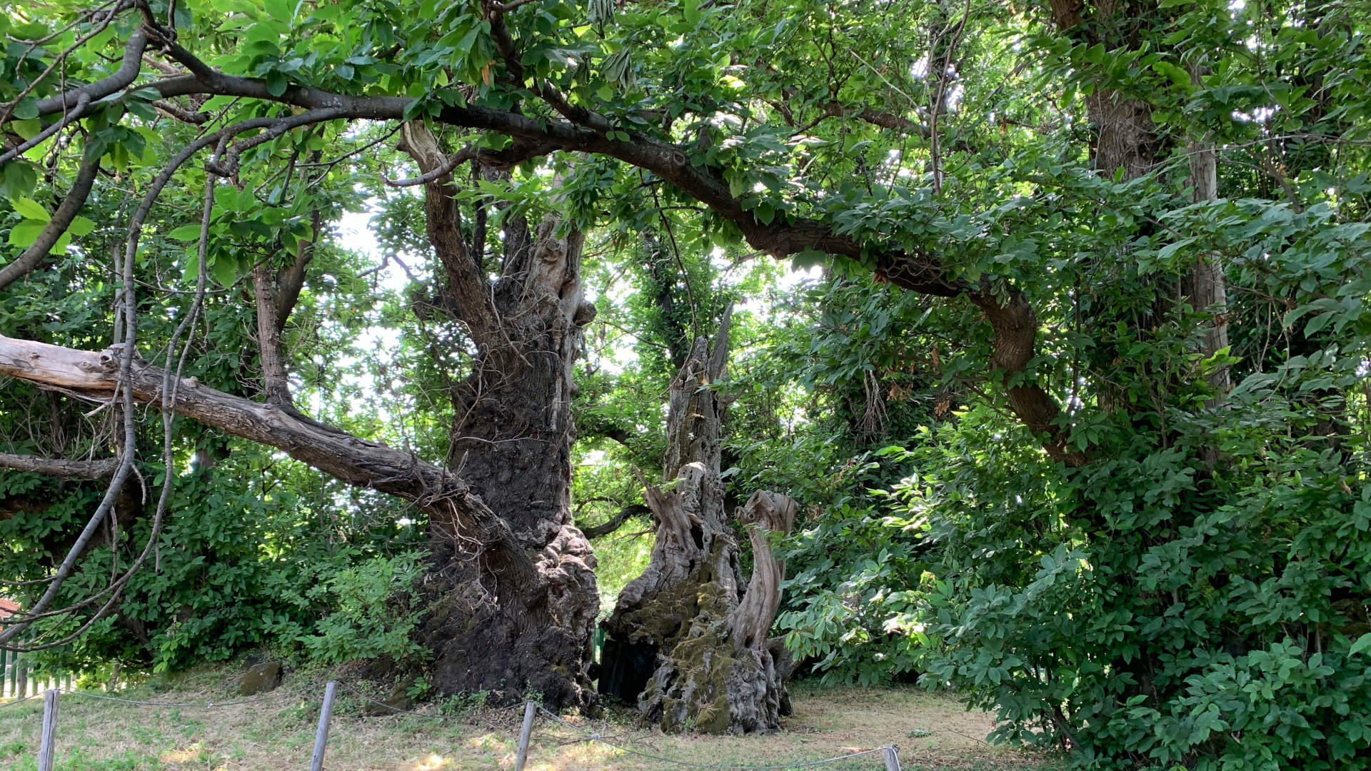 Sicilia, ambiente. Concorso europeo “Albero dell’anno 2022”, Cordaro: «Italia rappresentata dal Castagno dei 100 Cavalli di Sant’Alfio»