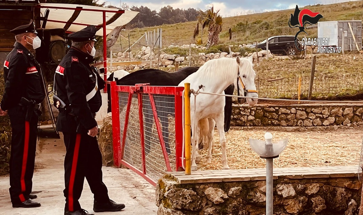 Sicilia, cavalli senza microchip e rifiuti: sequestrato centro ippico a Canicattì, denunciato il titolare