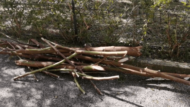 Caltanissetta, alberi tagliati e lasciati sull’asfalto