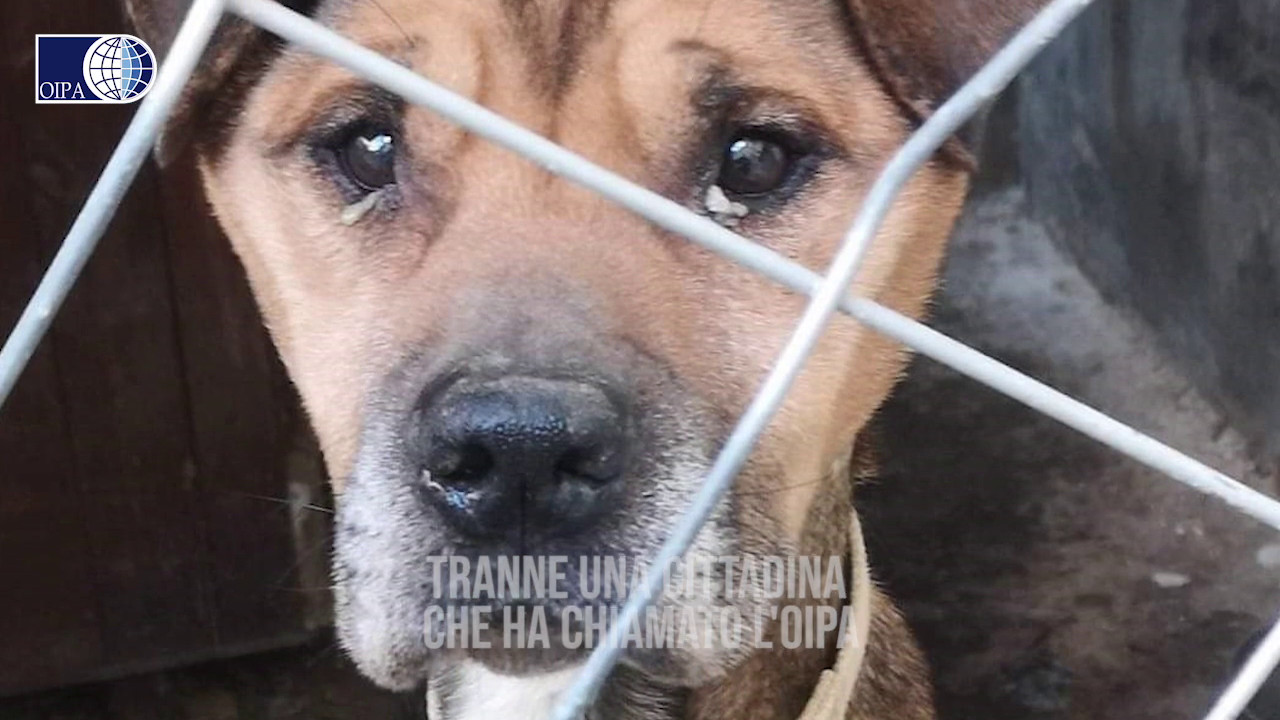 Ragusa, gli animalisti dell’Oipa liberano un cane denutrito