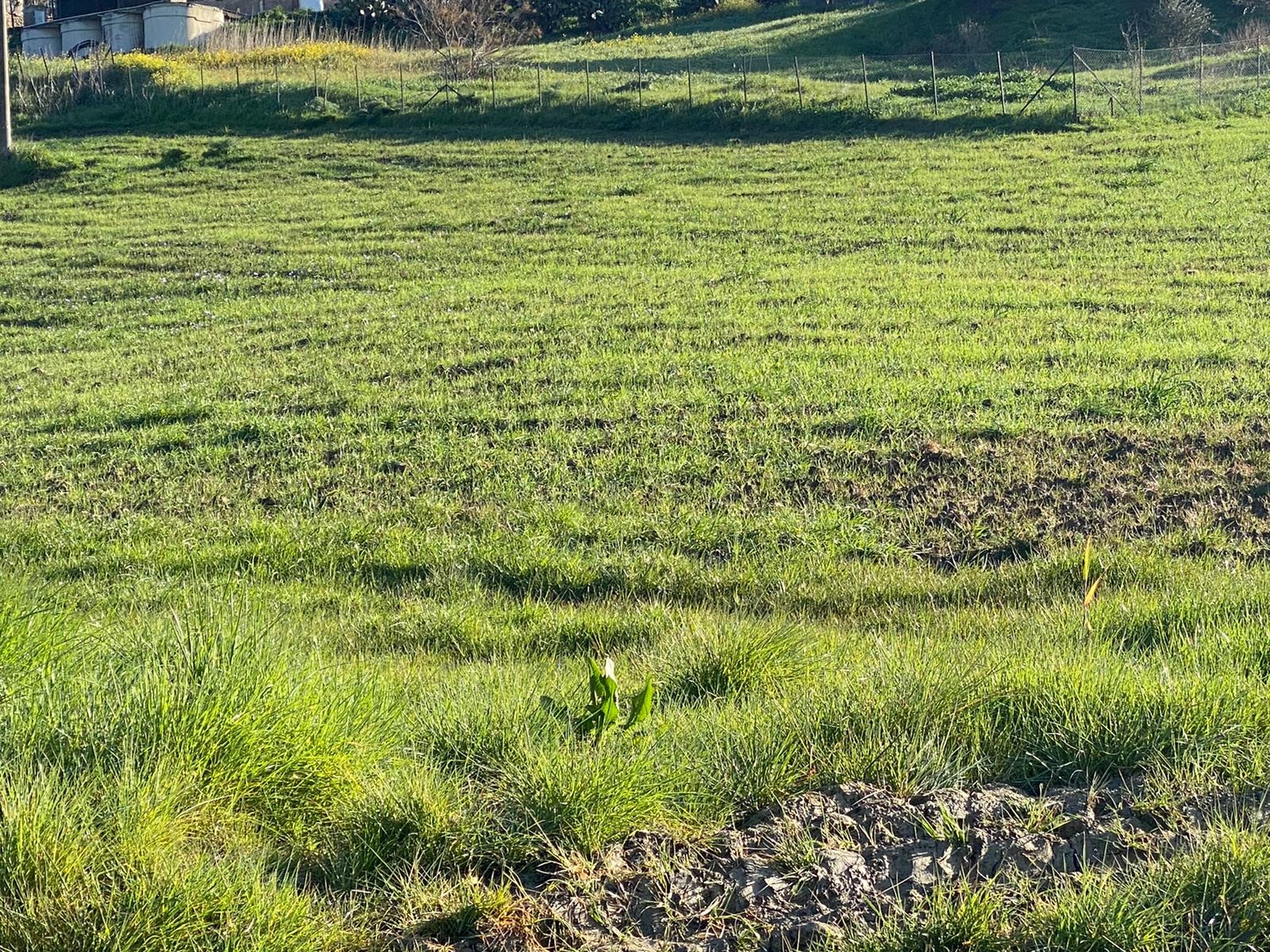 Sicilia, Coldiretti sui cereali: “Paghiamo il prezzo di costi di produzione alti e clima”