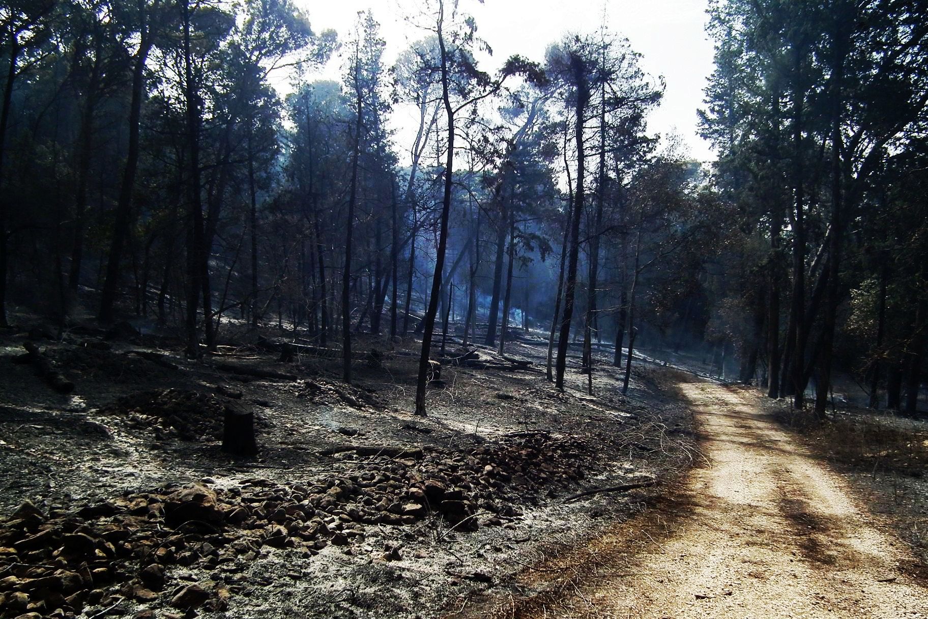 Sicilia, Italia Nostra: iniziata la nefasta stagione degli incendi.