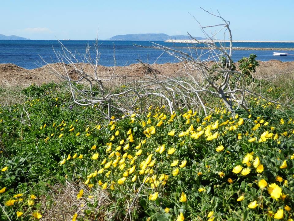 Sicilia. Ambiente, Cordaro: “Difendiamo la Calendula maritima, specie vegetale protetta del Trapanese”