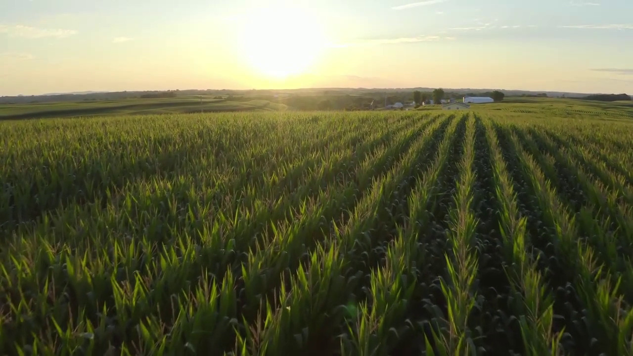 In calo la produzione mondiale di frumento