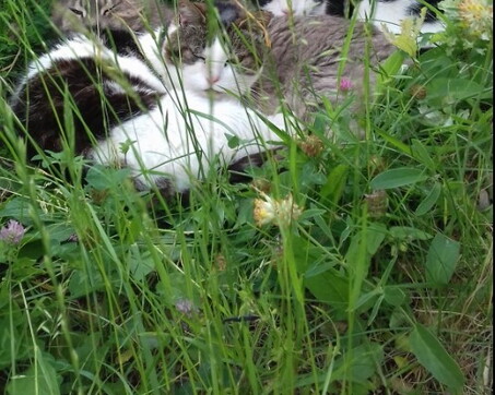 Italia. Bologna, gatta record di longevità sbranata da un cane: aveva 31 anni