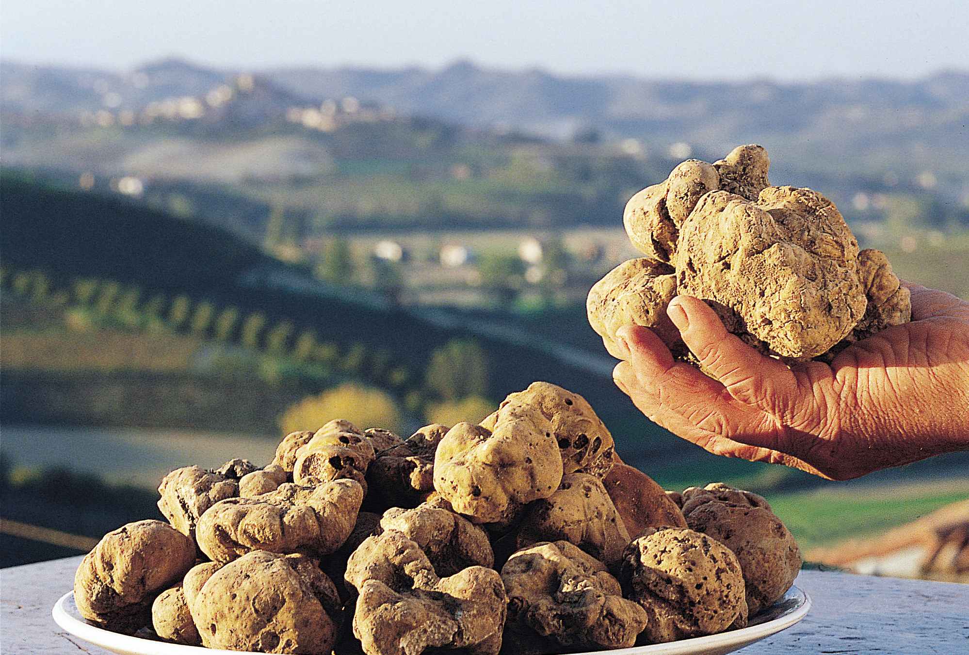 Caldo: Coldiretti, prezzo tartufo bianco balza a 4.500 euro al kg