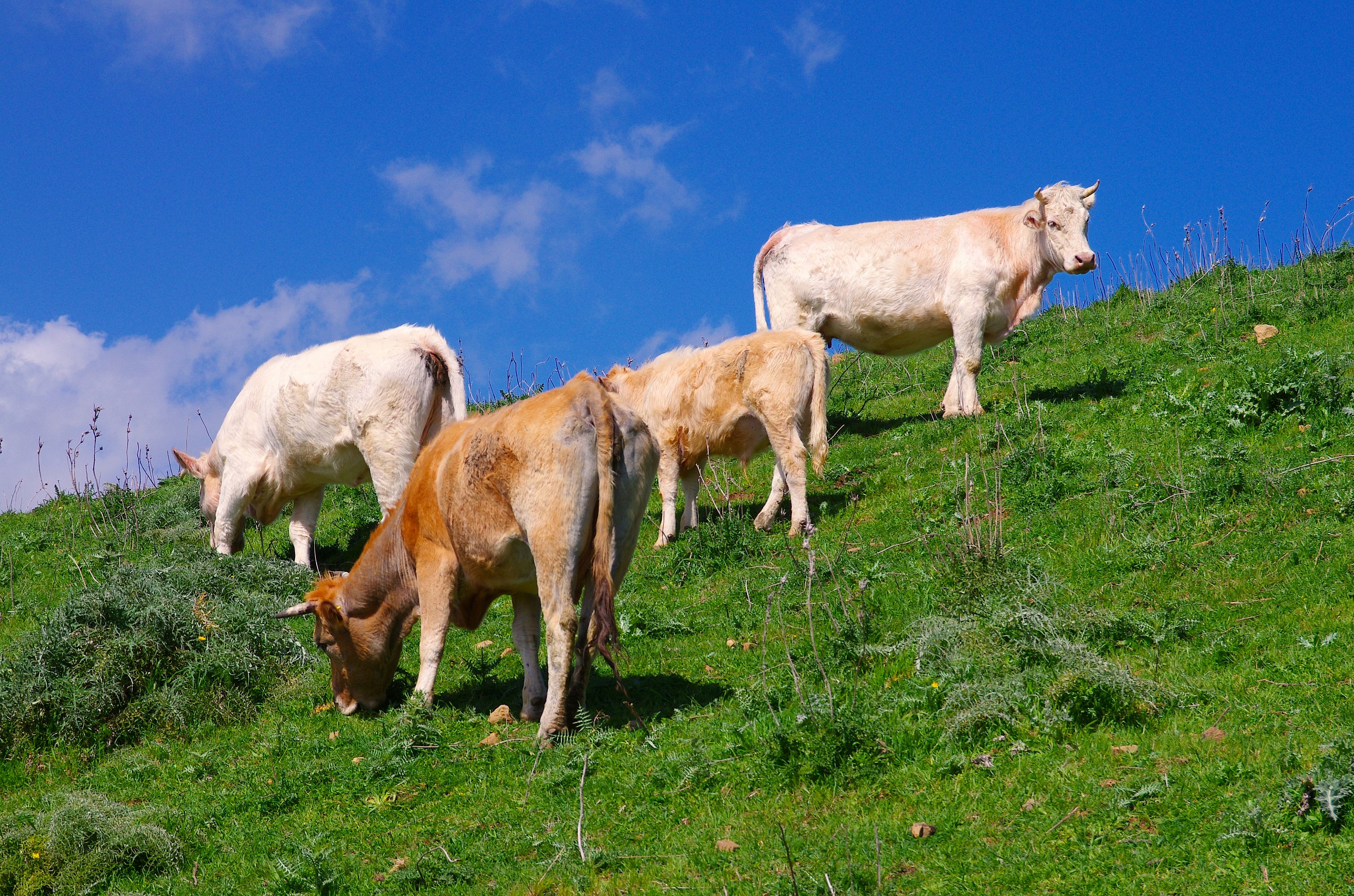 Corso Misura 14.1 del PSR 2014/2022   “Igiene e benessere degli animali” presso l’Ispettorato Provinciale dell’Agricoltura di Caltanissetta