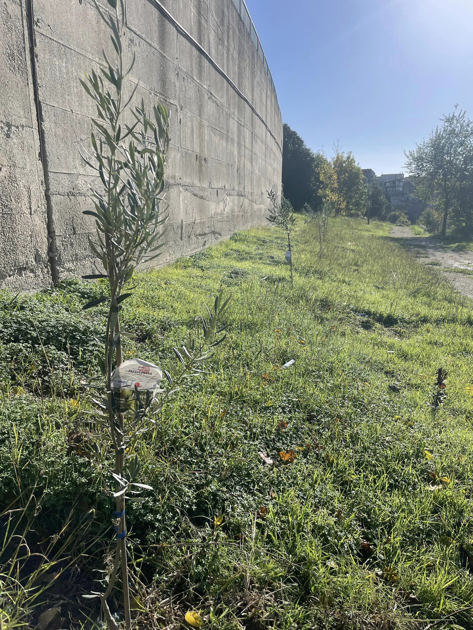 Mussomeli, “Giornata Nazionale degli Alberi”: piantumazione alberi nel parco urbano e villa comunale