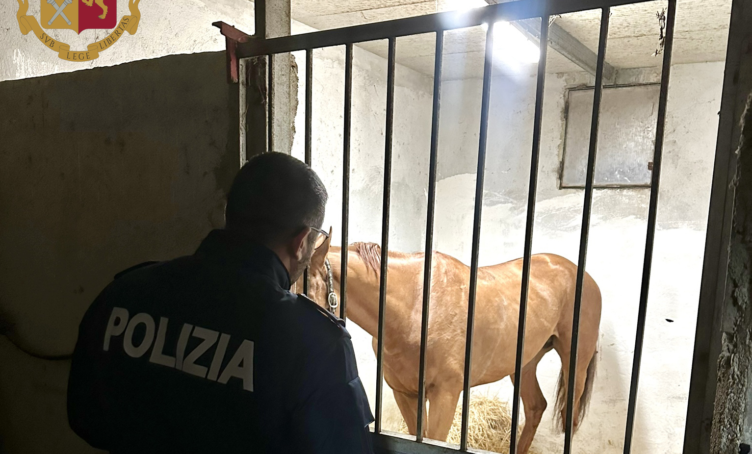 Polizia interrompe gara clandestina di cavalli tra due calessi a folle velocità