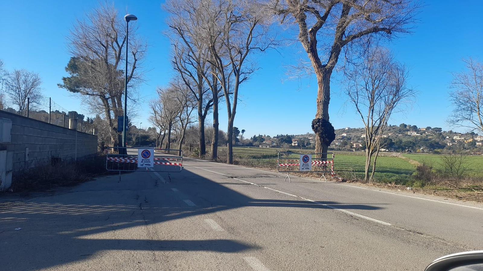 Caltanissetta, oggi a Pian del Lago un sit-in per salvare il viale alberato dalla pista ciclabile