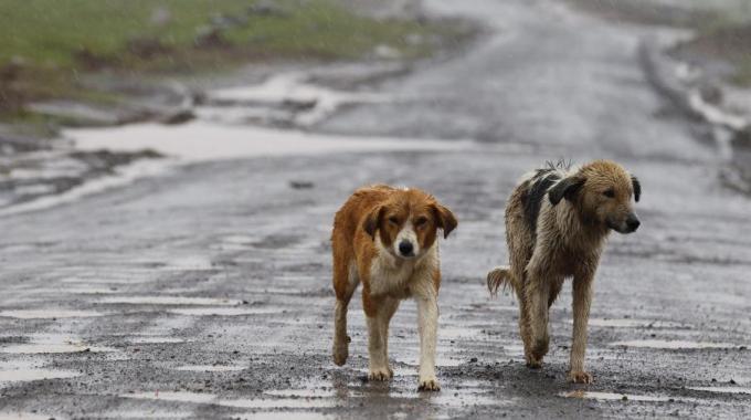 Cane scuoiato in strada: taglia di 5mila euro