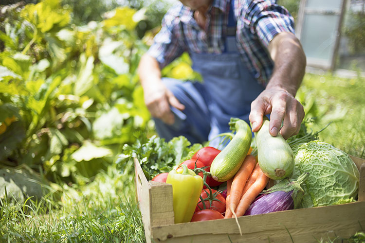 Molino Riggi diventa anche “orto”: la filiera controllata che impreziosisce di gusto le prelibate pietanze