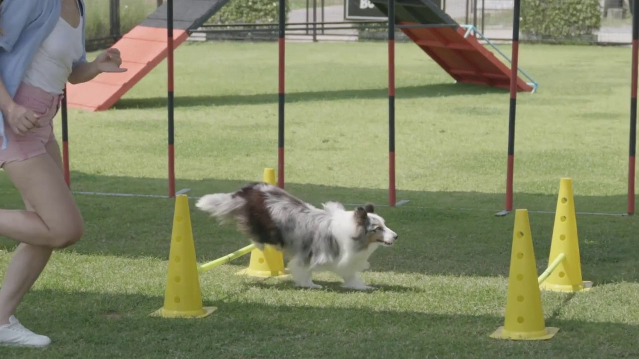 Un convegno sullo status di cane-atleta e la tutela del suo benessere