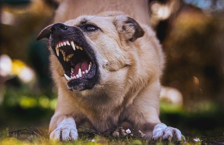 Azzannato al volto da un cane: bimbo di 4 anni in ospedale