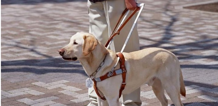 Ragazza non vedente sfrattata perché il suo cane guida non è gradito. L’on. Brambilla: “Animali d’affezione sono membri della famiglia”