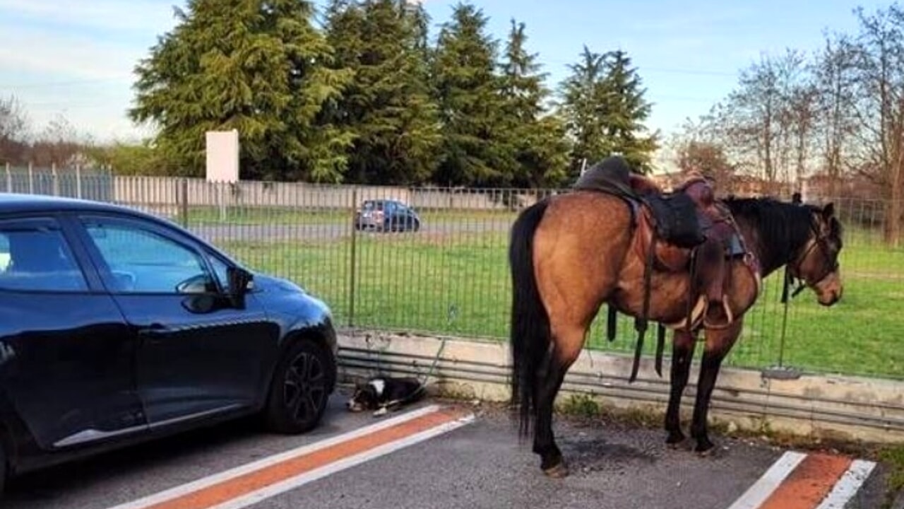 Italia, il cavallo “parcheggiato” davanti a un supermercato vicino all’aeroporto