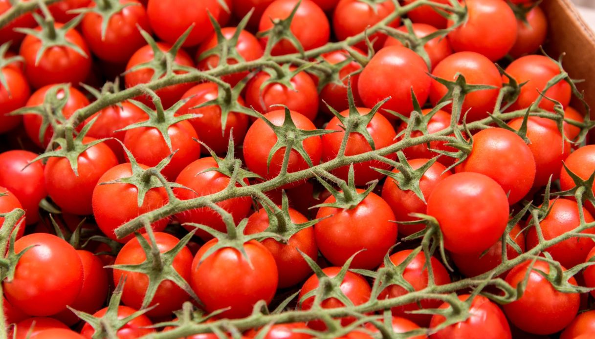 Accordo pomodoro Pachino Igp-McDonald’s, 250mila Kg all’anno. Durata di 12 mesi e impegno a sviluppare nuove ricette