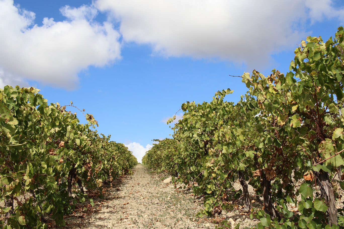 Sicilia, Consorzio tutela Vini Doc: mercoledì un convegno con l’assessore Sammartino