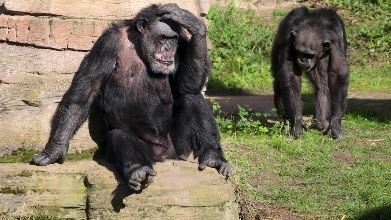 Gli scimpanzé curano le proprie ferite con gli insetti