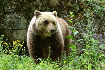 Trento, turista straniero aggredito da un orso a Dro: è ricoverato in ospedale