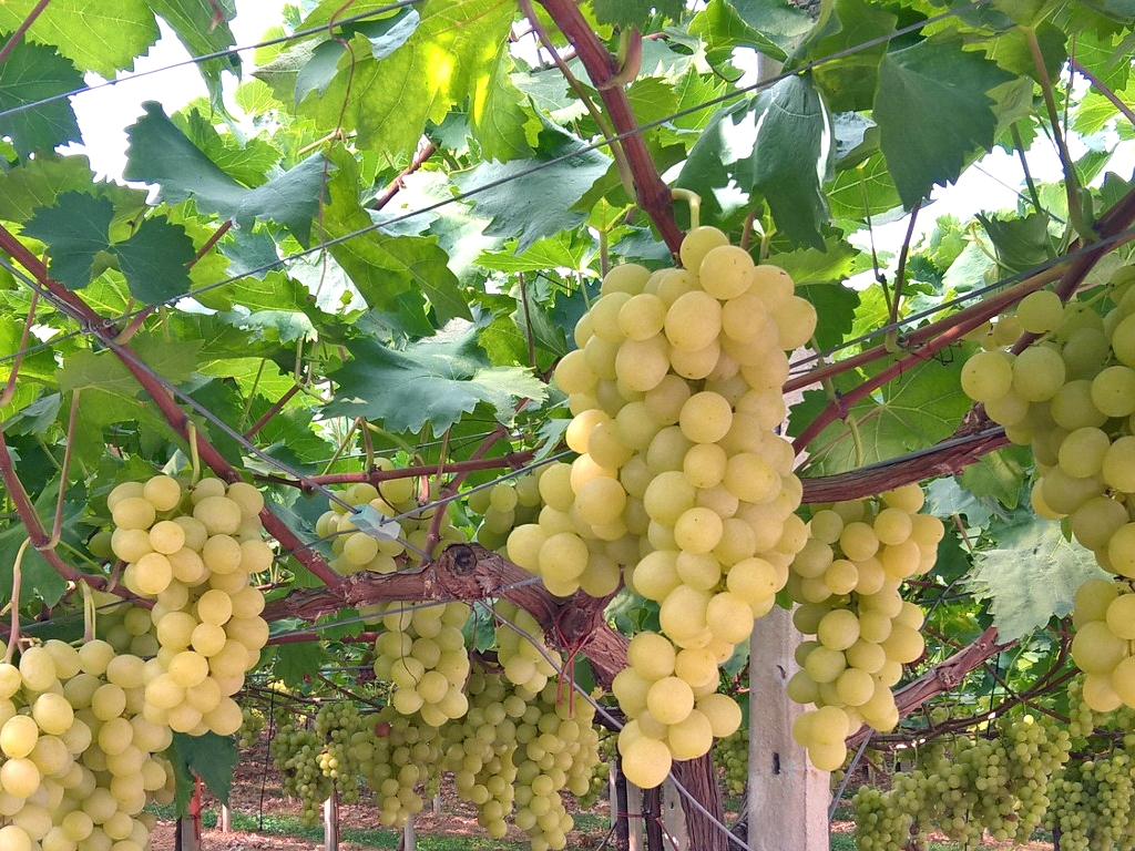 Sicilia. Uva da tavola Igp di Canicattì e Mazzarrone, la Regione dichiara lo stato di crisi