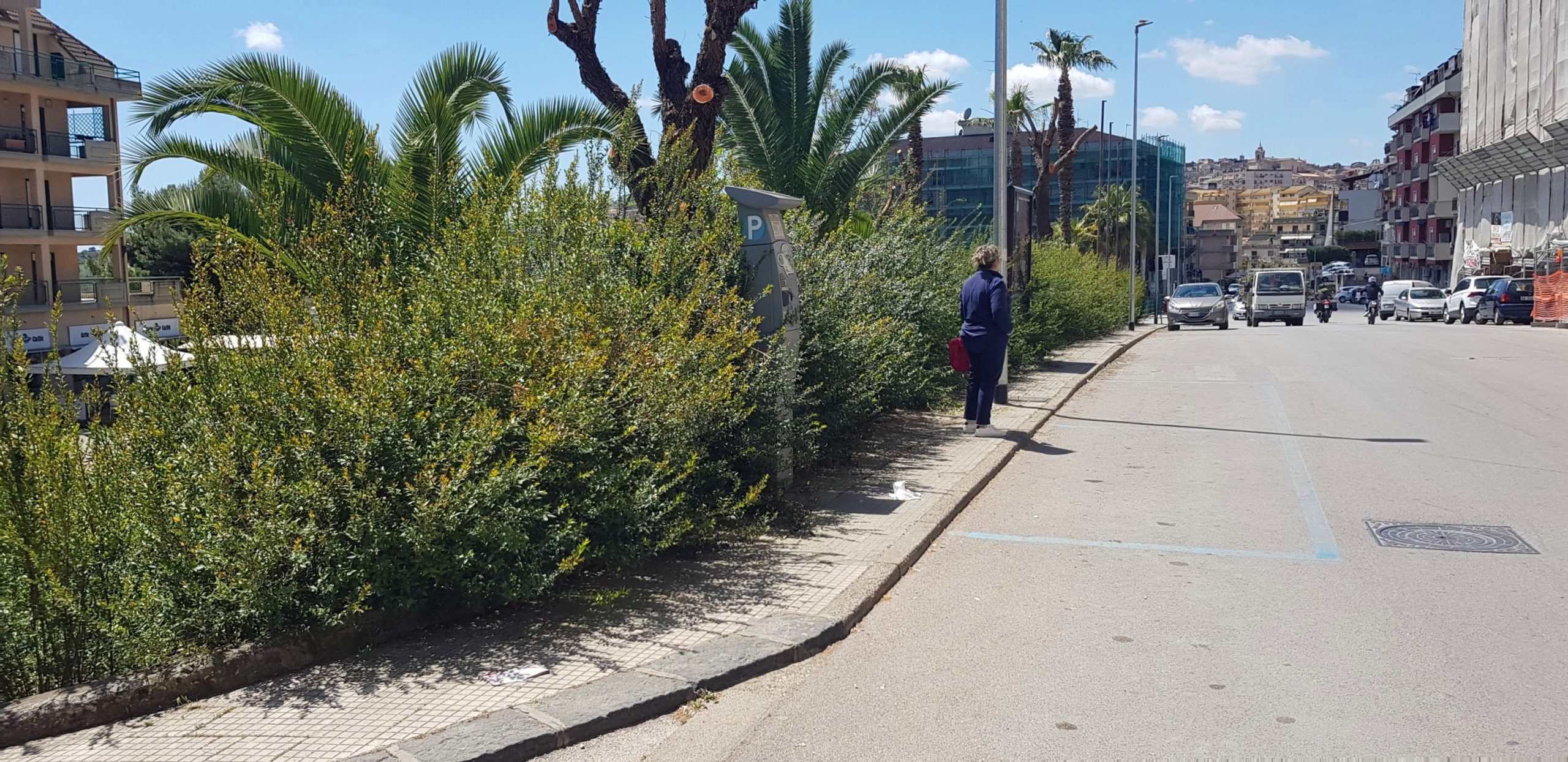 San Cataldo. Leandro Janni (Italia Nostra Sicilia): “Preso atto con piacere di potatura alberi, ma ora attendiamo quella delle siepi”