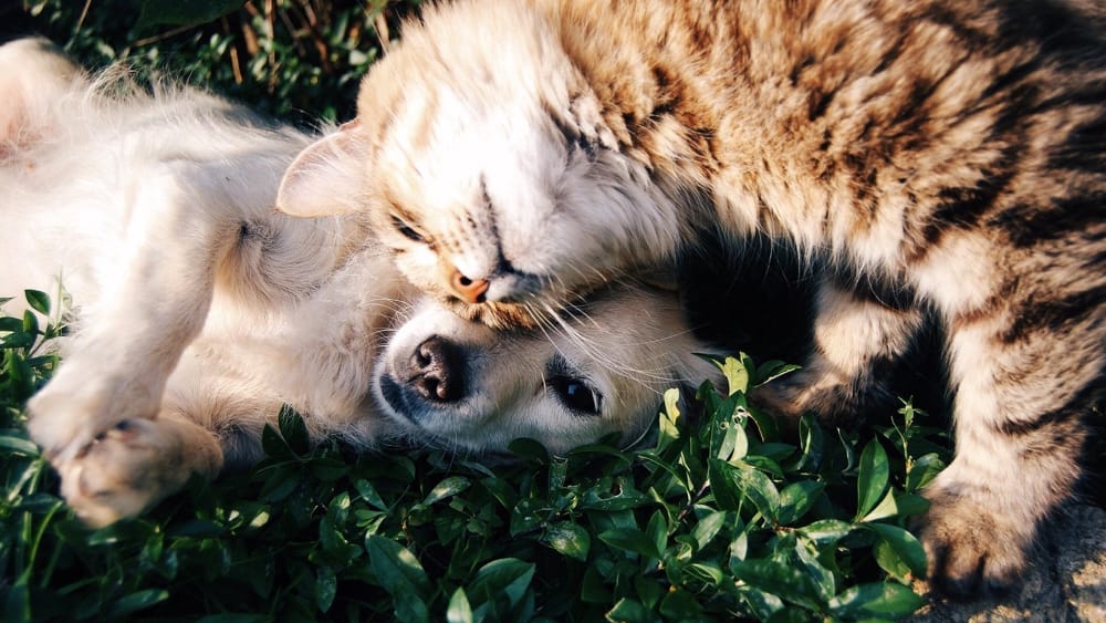 San Cataldo. Spesa sospesa per sostenere le colonie feline in Città