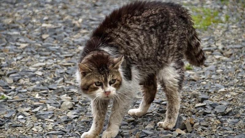 Uccise il gatto della moglie per ripicca, 37enne a processo