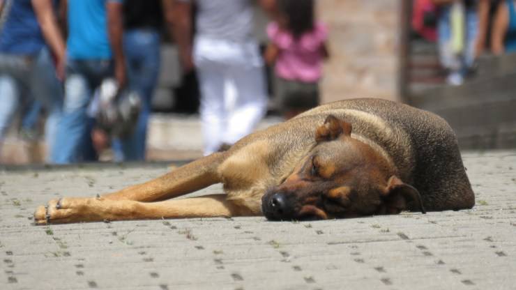 Sicilia: picchia il cane e posta il video sui social. AIDAA presenta una denuncia