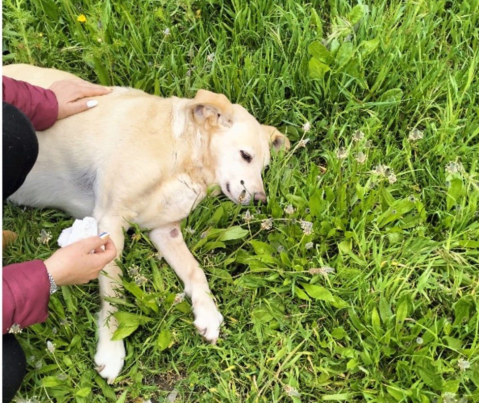 San Cataldo. E’ caccia ad avvelenatore di cani con bocconcini: mobilitate le Guardie WWF