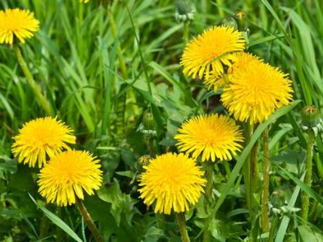 Esperto di piante selvatiche officinali mangia erba velenosa e muore