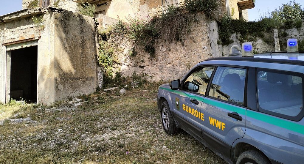 San Cataldo, panico dal web per un presunto rottweiler feroce. Guardie WWF: “Nessun avvistamento”