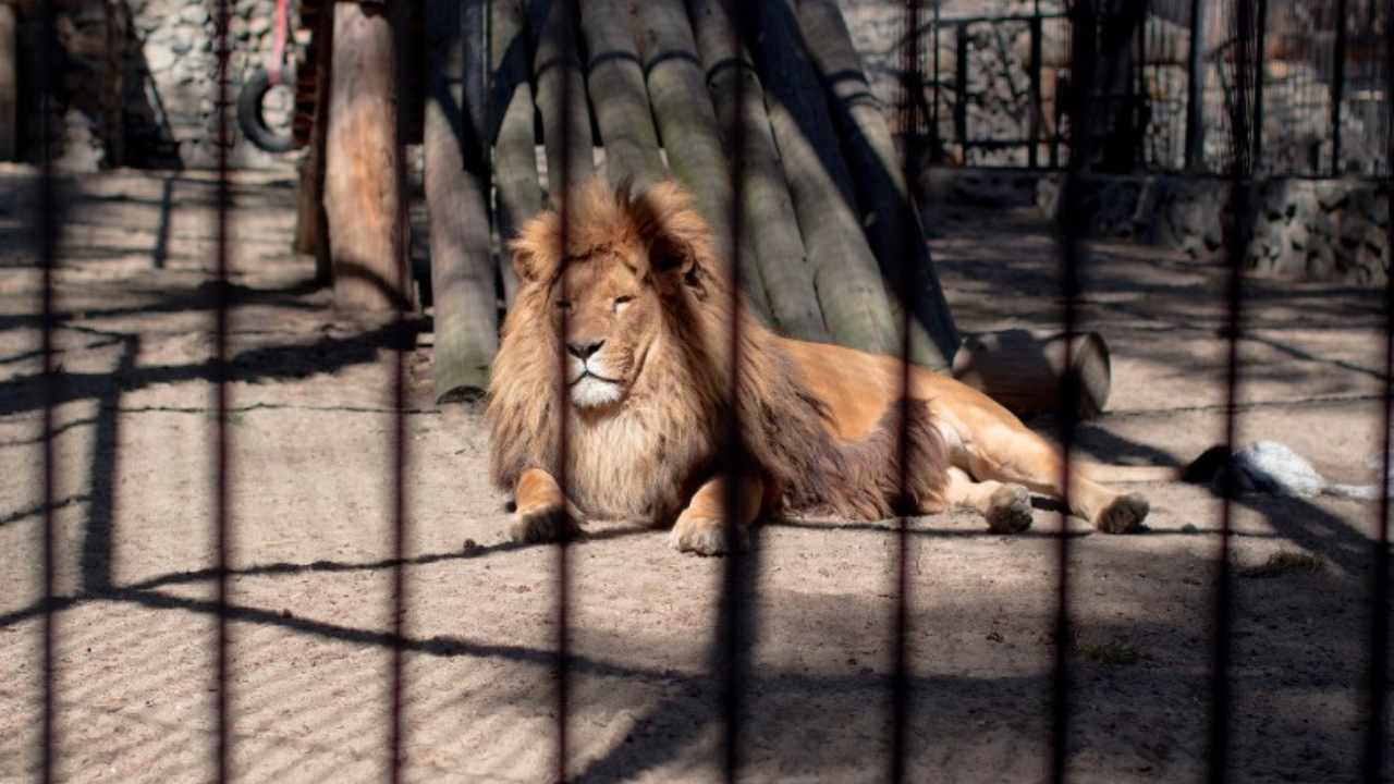 Bambino di 6 anni muore sbranato da un leone all’interno di uno zoo privato