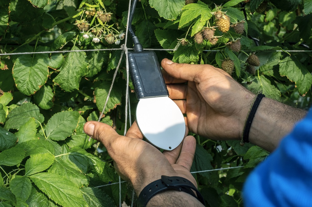 Sicilia, proteggere le piante con l’AI: startup Lualtek alla Macfruit di Rimini e alla GreenWeek di Parma