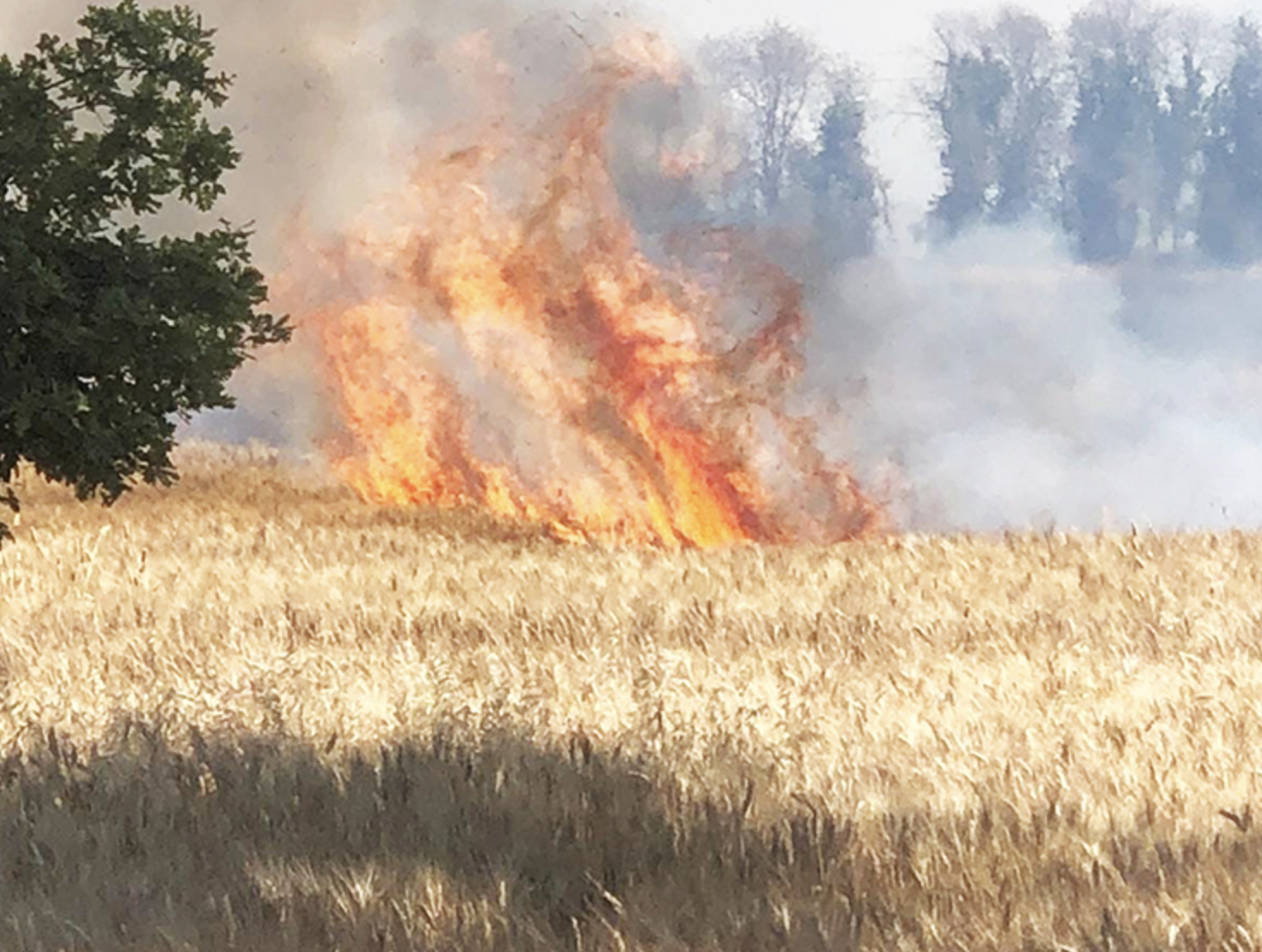 Sicilia, incendio doloso nel terreno confiscato alla mafia. Solidarietà dalla Regione