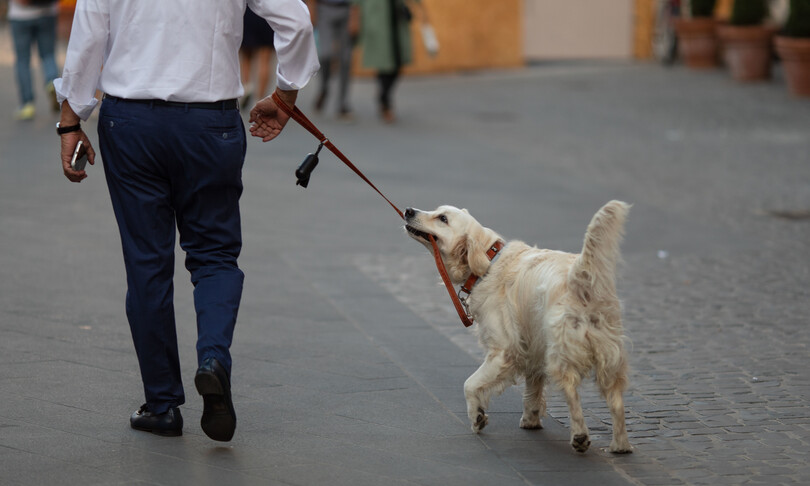 “Metta il guinzaglio al suo cane”, 61enne aggredisce due ragazzi