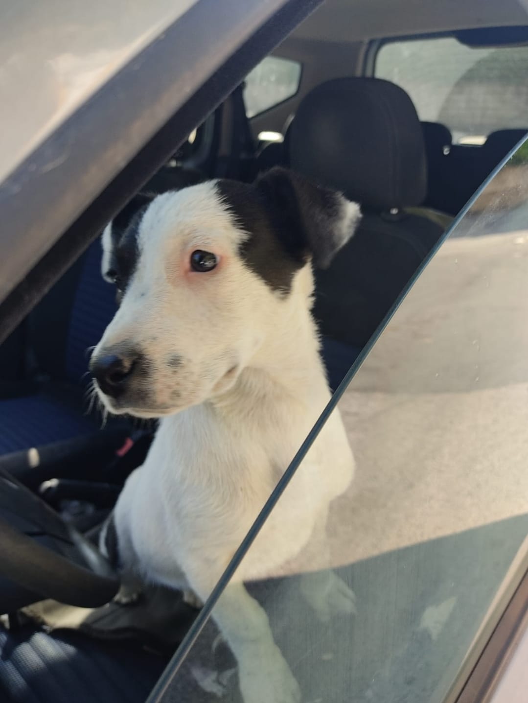 Caltanissetta, in pericolo una cagnolina: è scappata ancora legata a guinzaglio e pettorina