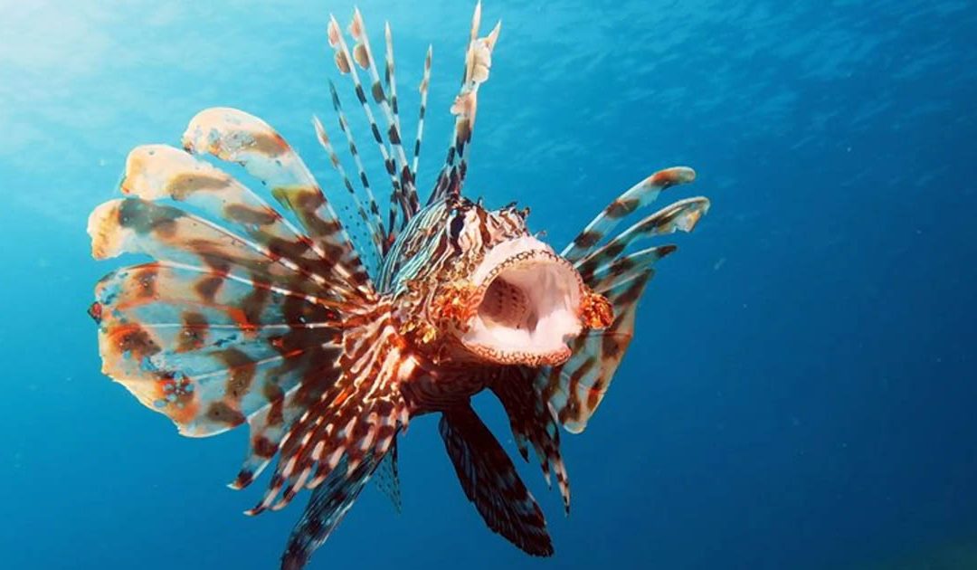 Pesce Scorpione nei mari della Calabria. Nel 2023 era stato avvistato anche in Sicilia