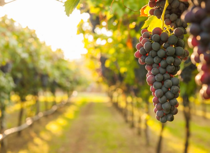 Caldo in Sicilia, Cia: “Danni a comparto vino, chiediamo stato calamità”