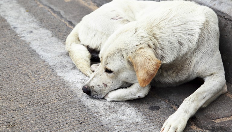 San Cataldo. Appello di Claudio Lipari: “No” all’abbandono degli animali domestici per le vacanze estive