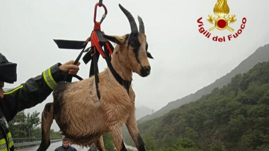 Italia. Vigili del fuoco chiamati a salvare un gregge di ovini che rischiava di annegare