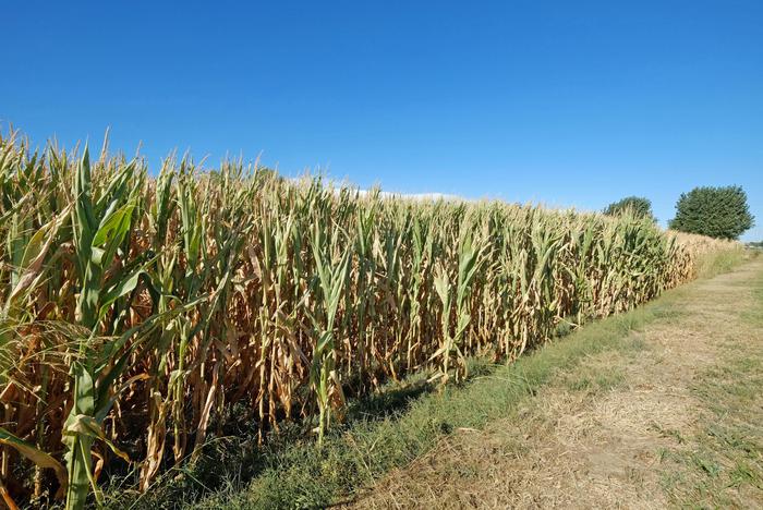 Siccità in agricoltura, l’acqua del fiume Sosio–Ribera servirà tre Comuni dell’Agrigentino a fini irrigui: Regione finanzia progetto