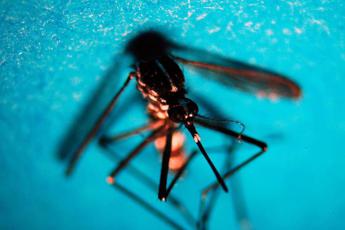 Dengue, in Italia 283 casi da inizio anno: tutti importati