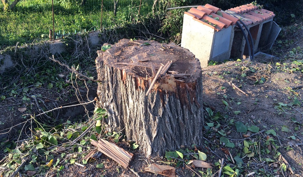 Abbattimento alberi in viale Candura per ciclovia Caltanissetta- Enna. Le associazioni ambientaliste cittadine: “Proteste ormai tardive, ma lotteremo per tutelare patrimonio verde”