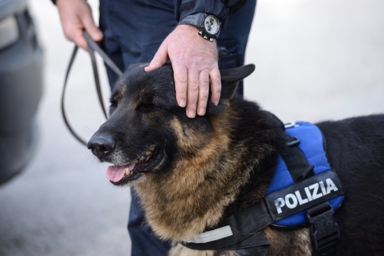 Caltanissetta. Droga. Polizia di Stato arresta 50enne per detenzione di cocaina e hashish. Fondamentale il fiuto del cane poliziotto «Ulla»