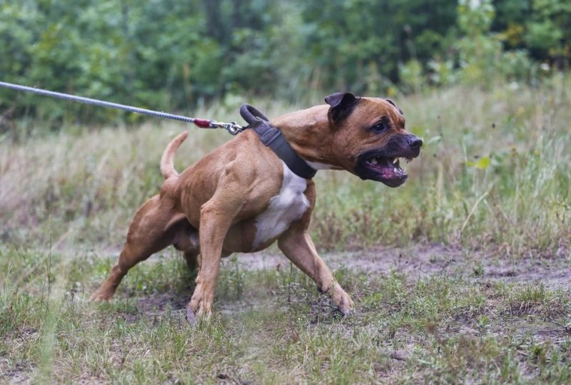 Aizza cane pitbull e tenta di colpire carabinieri con coltello