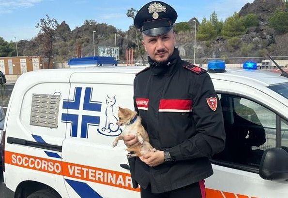 Sicilia. Cagnolino lasciato in auto salvato dai Carabinieri