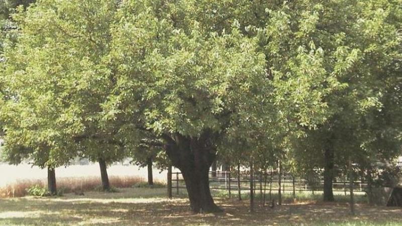 Delia. Il sindaco annuncia progetto di rimboschimento di alcune zone: 500 alberi tra gennaio e febbraio 2024 saranno messi a dimora