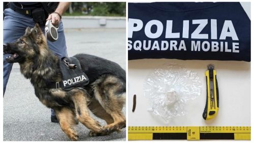 Caltanissetta, il fiuto di  “Yndira” spedisce in carcere pusher che spacciava ai domiciliari